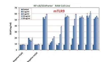 CpG oligodeoxynucleotides [NBP2-26237] - Evaluation of various CpG ODN effects on activation of mouse TLR9. NF-kB/SEAPorte RAW cells were plated in 96-well plates at 7.5 x 10^4 cells/ well for 16 h. Cells were treated with various CpG ODNs at different concentrations (1, 5, 10 and 20 ug/ml) for 24 h. Secreted alkaline phosphatase (SEAP) was analyzed using SEAPorter Assay Kit.RAW264.7 cells endogenously express functional TLR9, highly responding to CpG ODNs. Both negative hCpG and mCpG are the negative control ODNs.