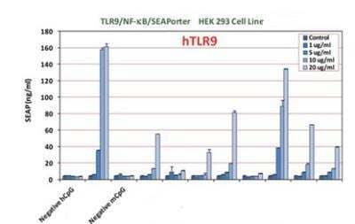 CpG oligodeoxynucleotides [NBP2-26238] - Evaluation of various CpG ODN effects on activation of human TLR9. TLR9/NF-kB/SEAPorter HEK 293 cells were plated in 96-well plates at 7.5 x 10^4 cells/well for 16 h. Cells were treated with various CpG ODNs at different concentrations (1, 5, 10 and 20 ug/ml) for 24 h. Secreted alkaline phosphatase (SEAP) was analyzed using SEAPorter Assay Kit. Note: Both negative hCpG and mCpG are the negative control ODNs.