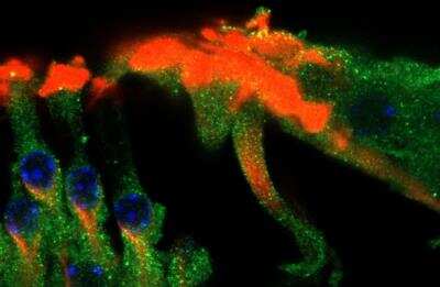 Immunohistochemistry-Frozen: Cre Antibody [NB100-56135] - Cochlea cross-section of Cre+/-mouse, stained for Cre (green) and counterstained for F-actin (red). Tissue was fixed in 4% paraformaldehyde and incubated overnight with the anti-Cre antibody 1:100 in PBS containing Triton X-100 0.1% and 10% fetal calf serum. Image from verified customer review.