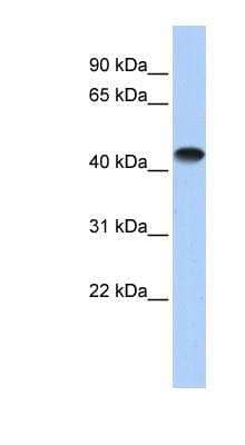 Western Blot: Creatine Kinase, Muscle/CKMM Antibody [NBP1-52864] - Human Heart lysate, concentration 0.2-1 ug/ml.