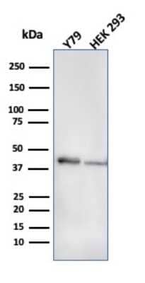 Western Blot: Creatine Kinase BB Antibody (CPTC-CKB-2) - Azide and BSA Free [NBP3-08866] - Western Blot Analysis of HEK293 cell lysate using Creatine Kinase BB Mouse Monoclonal Antibody (CPTC-CKB-2).
