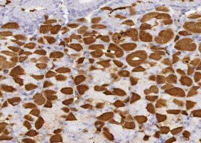 Immunohistochemistry-Paraffin: Creatine Kinase BB Antibody [NBP1-84460] - Staining of human stomach shows strong cytoplasmic positivity in parietal cells.