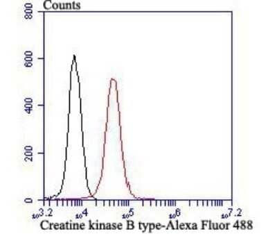 Flow Cytometry: Creatine Kinase BB Antibody (JB78-34) [NBP2-75446] - Analysis of 293T cells with Creatine kinase B type antibody at 1/100 dilution (red) compared with an unlabelled control (cells without incubation with primary antibody; black). Alexa Fluor 488-conjugated goat anti rabbit IgG was used as the secondary antibody.