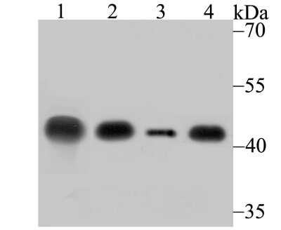 Western Blot: Creatine Kinase BB Antibody (JB78-34) [NBP2-75446] - Creatine Kinase B Antibody (JB78-34) [NBP2-75446] - Analysis of Creatine kinase B type on different lysates using anti-Creatine kinase B type antibody at 1/500 dilution.Positive control: Lane 1: Mouse brain  Lane 2: Mouse brain Lane 3: Rat brain  Lane 4: 293