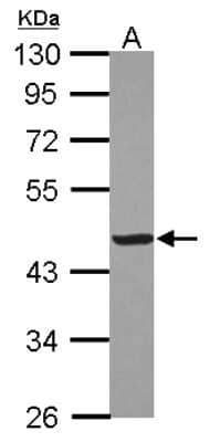 Western Blot: Creatine Kinase MM Antibody [NBP2-16003] - Sample (30 ug of whole cell lysate) A: HeLa 10% SDS PAGE gel, diluted at 1:1000.