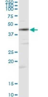 Western Blot: Creatine Kinase, Muscle/CKMM Antibody (2F3-B11) [H00001158-M06] - Analysis of CKM transfected lysate using anti-CKM monoclonal antibody and Protein A Magnetic Bead, and immunoblotted with CKM rabbit polyclonal antibody.