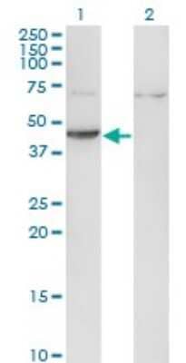 Western Blot: Creatine Kinase, Muscle/CKMM Antibody (2F3-B11) [H00001158-M06] - Analysis of CKM expression in transfected 293T cell line by CKM monoclonal antibody (M06), clone 2F3-B11. Lane 1: CKM transfected lysate (Predicted MW: 43.1 KDa). Lane 2: Non-transfected lysate.