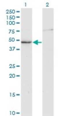 Western Blot: Creatine Kinase, Muscle/CKMM Antibody (3E1-F3) [H00001158-M01] - Analysis of CKM expression in transfected 293T cell line by CKM monoclonal antibody (M01), clone 3E1-F3.Lane 1: CKM transfected lysate (Predicted MW: 43.1 KDa).Lane 2: Non-transfected lysate.