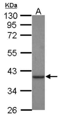 Western Blot: Creatine kinase MT 1A Antibody [NBP2-16004] - Sample (30 ug of whole cell lysate) A: Jurkat 10% SDS PAGE gel, diluted at 1:1000.