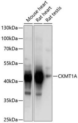 Western Blot: Creatine kinase MT 1A Antibody [NBP3-05671] - Western blot analysis of extracts of various cell lines, using Creatine kinase MT 1A Antibody (NBP3-05671) at 1:1000 dilution. Secondary antibody: HRP Goat Anti-Rabbit IgG (H+L) at 1:10000 dilution. Lysates/proteins: 25ug per lane. Blocking buffer: 3% nonfat dry milk in TBST. Detection: ECL Basic Kit. Exposure time: 1s.