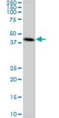 Western Blot: Creatine kinase MT 1B Antibody (2C8) [H00001159-M04] - Analysis of CKMT1B expression in A-431 (Cat # L015V1).