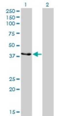 Western Blot: Creatine kinase MT 1B Antibody (2C8) [H00001159-M04] - Analysis of CKMT1B expression in transfected 293T cell line by CKMT1B monoclonal antibody (M04), clone 2C8. Lane 1: CKMT1B transfected lysatE (47 KDa). Lane 2: Non-transfected lysate.