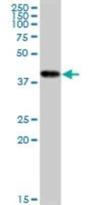 Western Blot: Creatine kinase MT 1B Antibody (2C9) [H00001159-M16] - Analysis of CKMT1B expression in A-431 (Cat # L015V1).