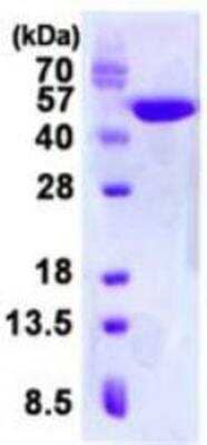 SDS-PAGE Recombinant Human Creatine kinase MT 1B His Protein