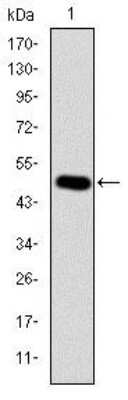 Western Blot: Crk Antibody (3G11C1) [NBP2-37569] - Western blot analysis using CRK mAb against human CRK (AA: 1-204) recombinant protein. (Expected MW is 48.4 kDa)
