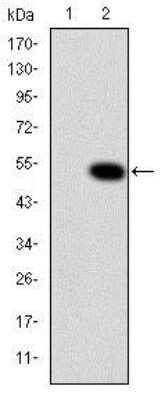 Western Blot: Crk Antibody (3G11C1) [NBP2-37569] - Western blot analysis using CRK mAb against HEK293 (1) and CRK(AA: 1-204)-hIgGFc transfected HEK293 (2) cell lysate.