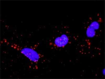 Proximity Ligation Assay: Crk Antibody [H00001398-D01P] - Analysis of protein-protein interactions between CRK and SOS1. HeLa cells were stained with anti-CRK rabbit purified polyclonal 1:1200 and anti-SOS1 mouse monoclonal antibody 1:50. Each red dot represents the detection of protein-protein interaction complex, and nuclei were counterstained with DAPI (blue).