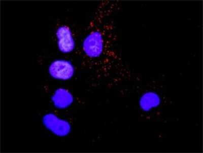Proximity Ligation Assay: Crk Antibody [H00001398-D01P] - Analysis of protein-protein interactions between CRK and SHC1. Mahlavu cells were stained with anti-CRK rabbit purified polyclonal 1:1200 and anti-SHC1 mouse monoclonal antibody 1:50. Each red dot represents the detection of protein-protein interaction complex, and nuclei were counterstained with DAPI (blue).