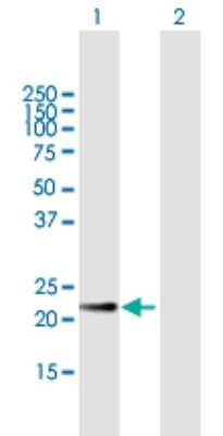 Western Blot: Crk Antibody [H00001398-B01P] - Analysis of CRK expression in transfected 293T cell line by CRK polyclonal antibody.  Lane 1: CRK transfected lysate(22.90 KDa). Lane 2: Non-transfected lysate.