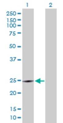 Western Blot: Crk Antibody [H00001398-D01P] - Analysis of CRK expression in transfected 293T cell line by CRK polyclonal antibody.Lane 1: CRK transfected lysate(22.90 KDa).Lane 2: Non-transfected lysate.