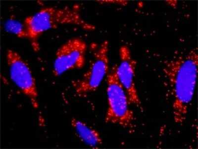 Proximity Ligation Assay: CrkL Antibody [H00001399-D01P] - Analysis of protein-protein interactions between CRKL and EGFR. HeLa cells were stained with anti-CRKL rabbit purified polyclonal 1:1200 and anti-EGFR mouse purified polyclonal antibody 1:50. Each red dot represents the detection of protein-protein interaction complex, and nuclei were counterstained with DAPI (blue).