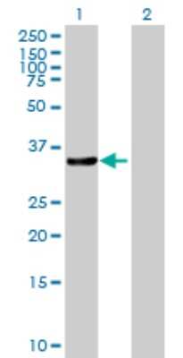 Western Blot: CrkL Antibody [H00001399-B01P] - Analysis of CRKL expression in transfected 293T cell line by CRKL polyclonal antibody.  Lane 1: CRKL transfected lysate(33.33 KDa). Lane 2: Non-transfected lysate.