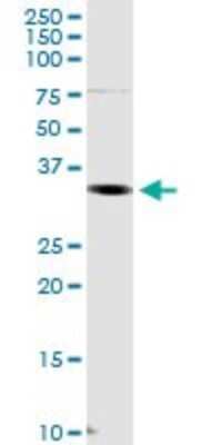 Western Blot: CrkL Antibody [H00001399-D01P] - Analysis of CRKL expression in A-431.