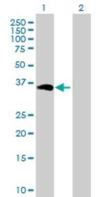 Western Blot: CrkL Antibody [H00001399-D01P] - Analysis of CRKL expression in transfected 293T cell line by CRKL polyclonal antibody.Lane 1: CRKL transfected lysate(33.80 KDa).Lane 2: Non-transfected lysate.