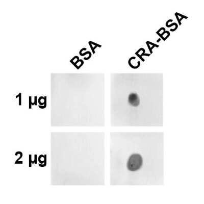 Dot Blot: Crotonaldehyde Antibody (2A8.1) [NBP2-61918] - Dot blot analysis using Mouse Anti-Crotonaldehyde Monoclonal Antibody, Clone 2A8.1 (NBP2-61918). Primary Antibody: Mouse Anti-Crotonaldehyde Monoclonal Antibody (NBP2-61918) at 1:1000 for 2 hours at RT. Secondary Antibody: Goat Anti-Mouse IgG:HRP at 1:3000 for 1 hour at RT. The quantities of protein spotted on each panel are as shown.