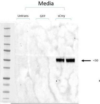 Western Blot Crry Antibody (8A/E6)