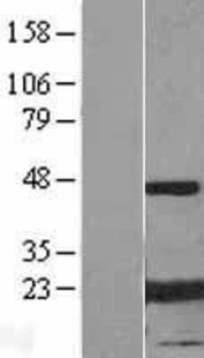 Western Blot AlphaB Crystallin/CRYAB Overexpression Lysate