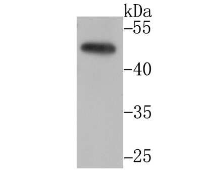 Western Blot: CtBP1 Antibody (JG39-73) [NBP2-75453] - Analysis of CtBP1 on PC-3M cell lysate using anti-CtBP1 antibody at 1/1,000 dilution.