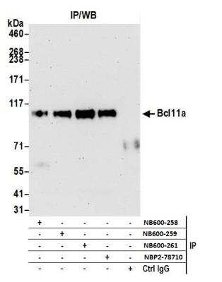 Immunoprecipitation: Ctip1 Antibody (BLR073G) [NBP2-78710] - Detection of human Bcl11a by WB of immunoprecipitates from Ramos lysate using this antibody and rabbit anti-Bcl11a antibodies (NB600-258, NB600-259, NB600-261).