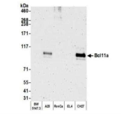 Western Blot: Ctip1 Antibody (BLR073G) [NBP2-78710] - Whole cell lysate (50 ug) from BW5147.3, A20, RenCa, EL4, and CH27 cells prepared using NETN lysis buffer. Antibody: Rabbit anti-Bcl11a recombinant monoclonal antibody [BLR073G] used at 1:1000. Secondary: HRP-conjugated goat anti-rabbit IgG. Chemiluminescence with an exposure time of 3 minutes.