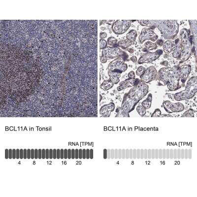 Immunocytochemistry/Immunofluorescence: Ctip1 Antibody [NBP3-17030] - Analysis in human tonsil and placenta tissues using Anti-BCL11A antibody. Corresponding BCL11A RNA-seq data are presented for the same tissues.