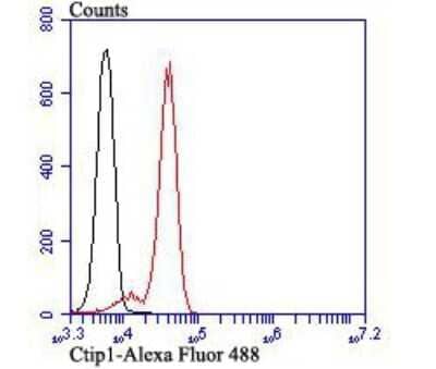 Flow Cytometry: Ctip1 Antibody (JB35-68) [NBP2-75455] - Analysis of Jurkat cells with Ctip1 antibody at 1/100 dilution (red) compared with an unlabelled control (cells without incubation with primary antibody; black). Alexa Fluor 488-conjugated goat anti-rabbit IgG was used as the secondary antibody.