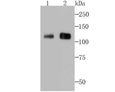 Western Blot: Ctip1 Antibody (JB35-68) [NBP2-75455] - Analysis of Ctip1 on Daudi (1) and U937 (2) cell lysate using anti-Ctip1 antibody at 1/500 dilution.