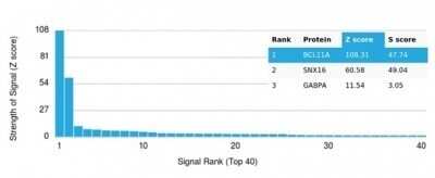 Protein Array: Ctip1 Antibody (PCRP-BCL11A-1G10) - Azide and BSA Free [NBP3-14140] - Analysis of Protein Array containing more than 19,000 full-length human proteins using Ctip1 Antibody (PCRP-BCL11A-1G10).
