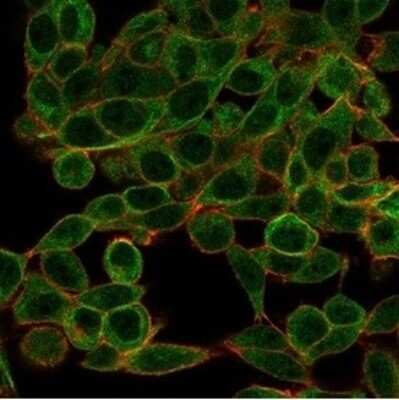 Immunocytochemistry/Immunofluorescence: Ctip1 Antibody (PCRP-BCL11A-1G10) [NBP3-13737] - Immunofluorescence Analysis of PFA-fixed HeLa cells stained using Ctip1 Antibody (PCRP-BCL11A-1G10) followed by goat anti-mouse IgG-CF488 (green). CF640A phalloidin (red).