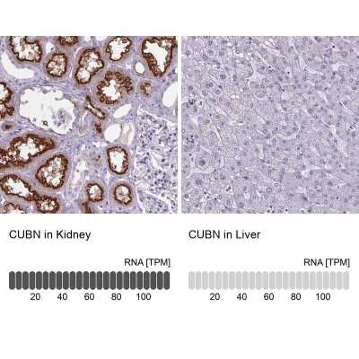 Immunohistochemistry-Paraffin: Cubilin Antibody [NBP2-62596] - Staining in human kidney and liver tissues using NBP2-62596 antibody. Corresponding CUBN RNA-seq data are presented for the same tissues.