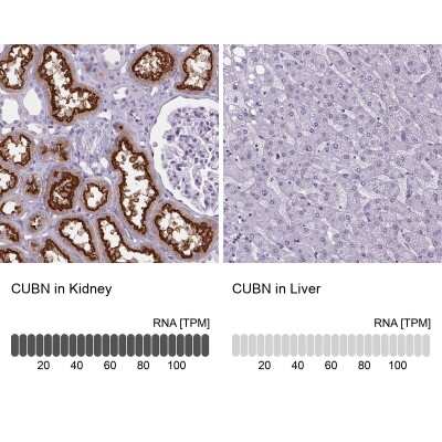 Immunohistochemistry-Paraffin: Cubilin Antibody [NBP2-62611] - Staining in human kidney and liver tissues using NBP2-62611 antibody. Corresponding CUBN RNA-seq data are presented for the same tissues.