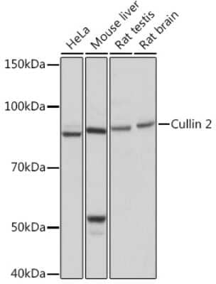 Western Blot Cullin 2 Antibody (4Y7E4)