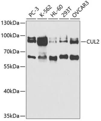 Western Blot: Cullin 2 Antibody [NBP2-92651] - Analysis of extracts of various cell lines, using Cullin 2 at 1:1000 dilution.Secondary antibody: HRP Goat Anti-Rabbit IgG (H+L) at 1:10000 dilution.Lysates/proteins: 25ug per lane.Blocking buffer: 3% nonfat dry milk in TBST.Detection: ECL Basic Kit .Exposure time: 90s.