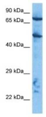 Western Blot: Cullin 2 Antibody [NBP3-10871] - Western blot analysis of Cullin 2 in HepG2 Whole Cell lysates. Antibody dilution at 1.0ug/ml