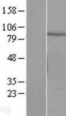 Western Blot: Cullin 2 Overexpression Lysate (Adult Normal) [NBL1-09607] Left-Empty vector transfected control cell lysate (HEK293 cell lysate); Right -Over-expression Lysate for Cullin 2.