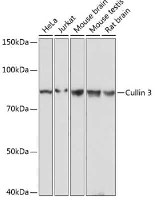 Western Blot: Cullin 3 Antibody (7W3E3) [NBP3-15821] - Western blot analysis of extracts of various cell lines, using Cullin 3 antibody (NBP3-15821) at 1:1000 dilution. Secondary antibody: HRP Goat Anti-Rabbit IgG (H+L) at 1:10000 dilution. Lysates/proteins: 25ug per lane. Blocking buffer: 3% nonfat dry milk in TBST. Detection: ECL Basic Kit. Exposure time: 1s.