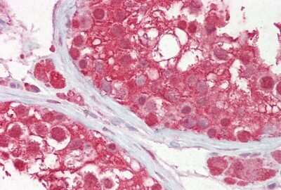 Immunohistochemistry: Cullin 3 Antibody [NBP2-88798] - Immunohistochemistry with Testis tissue at an antibody concentration of 10ug/ml using anti-CUL3 antibody