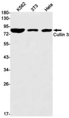 Western Blot: Cullin 3 Antibody (S09-4D1) [NBP3-15017] - Western blot detection of Cullin 3/CUL-3 in K562, 3T3, Hela cell lysates using Cullin 3/CUL-3 Rabbit mAb (1:1000 diluted). Predicted band size: 89kDa. Observed band size: 89kDa.