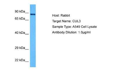 Western Blot: Cullin 3 Antibody [NBP2-88799] - Host: Rabbit. Target Name: CUL3. Sample Tissue: Human A549 Whole Cell lysates. Antibody Dilution: 1ug/ml