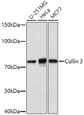 Western Blot: Cullin 3 Antibody [NBP2-92872] - Western blot analysis of extracts of various cell lines, using Cullin 3 antibody (NBP2-92872) at 1:1000 dilution. Secondary antibody: HRP Goat Anti-Rabbit IgG (H+L) at 1:10000 dilution. Lysates/proteins: 25ug per lane. Blocking buffer: 3% nonfat dry milk in TBST. Detection: ECL Basic Kit. Exposure time: 30s.